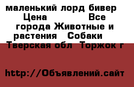 маленький лорд бивер › Цена ­ 10 000 - Все города Животные и растения » Собаки   . Тверская обл.,Торжок г.